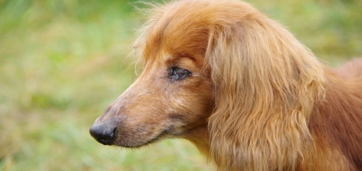 Lucinka