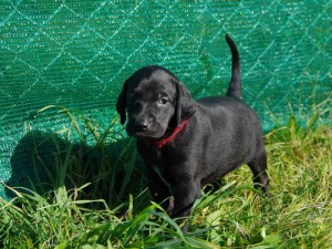 Mia
