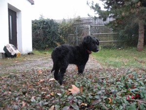 Brida