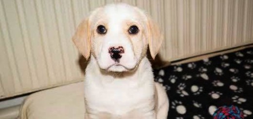 Charlie