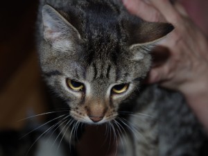 Miky