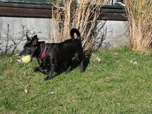 Sofie