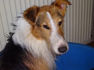 Foxík