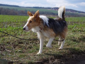 Foxík