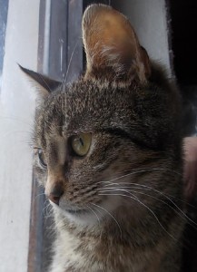 Robísek
