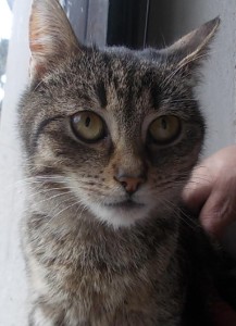 Robísek