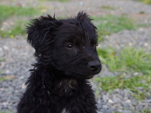 Bob