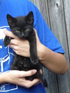 Blackie