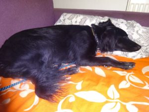 Deisy