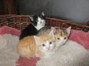Scarlet, Charles, Cherman - koťata ze Staré Hutě
