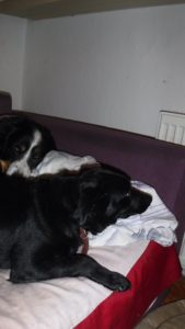 Brixie