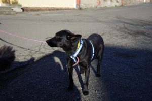 Brixie
