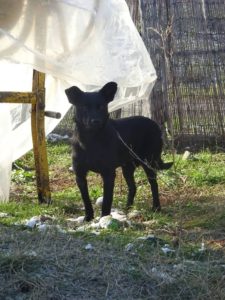 Brixie