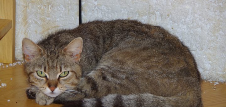 Elzička