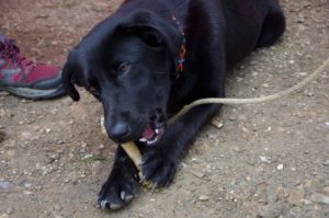 Rex