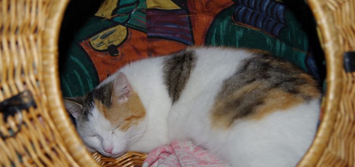 Charlotka