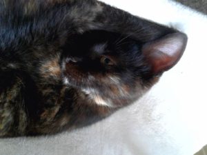 Klementina