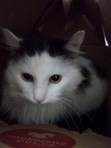 Merlin