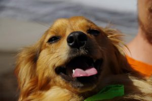 Chico