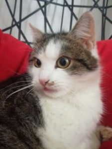 Škubánek