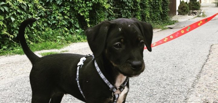 Oskar