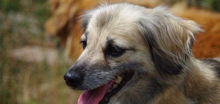 Bára