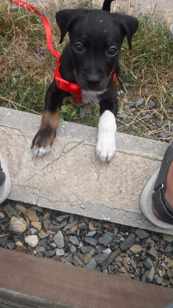 Oskar