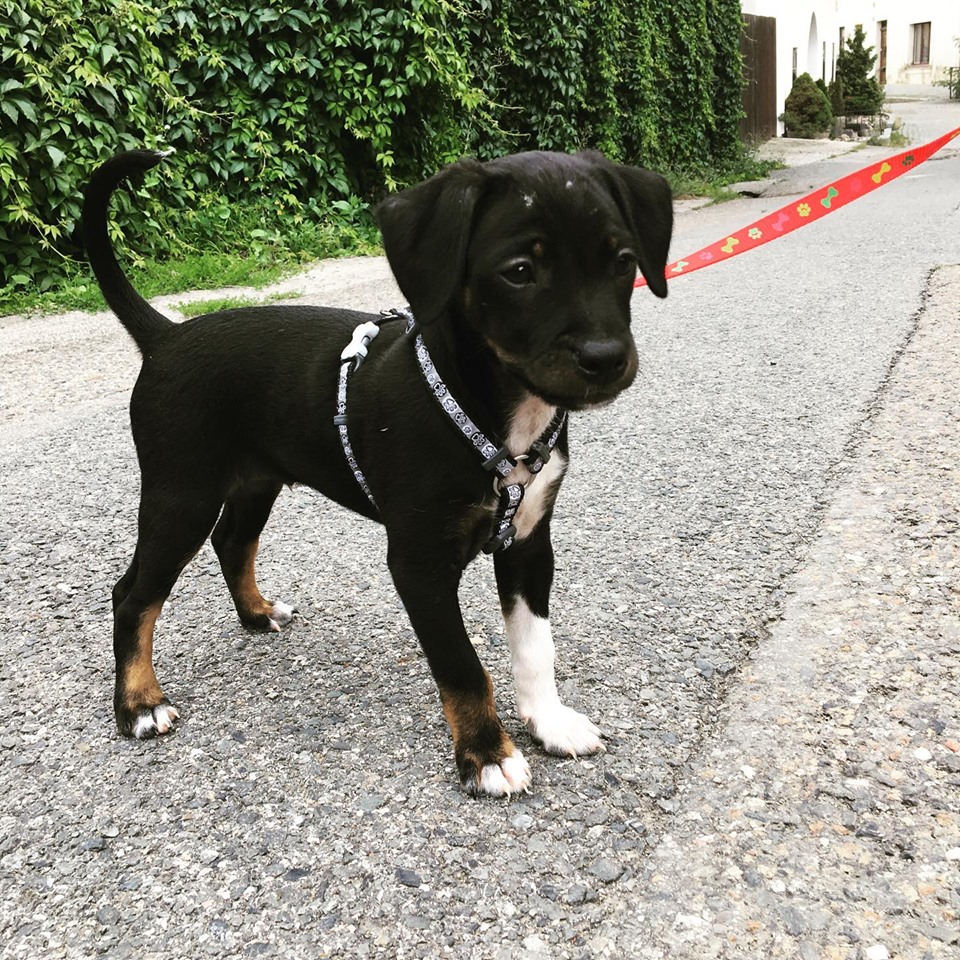 Oskar