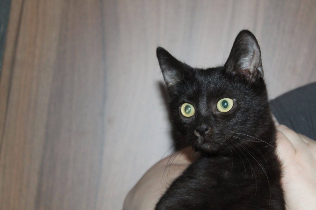 Boris