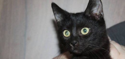 Boris
