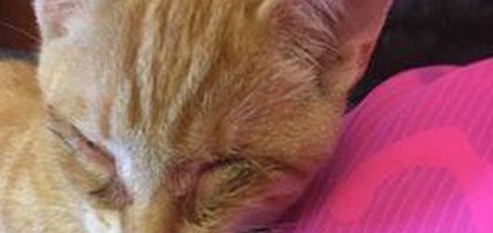 Garfield