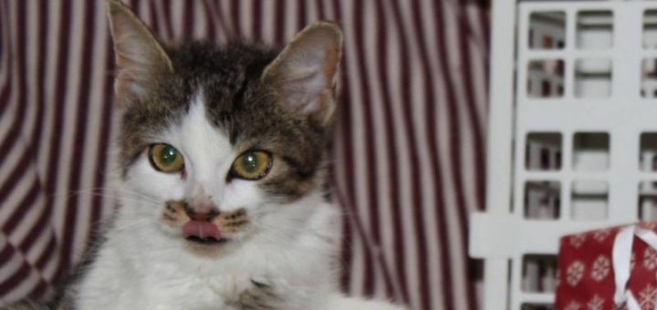Blekota