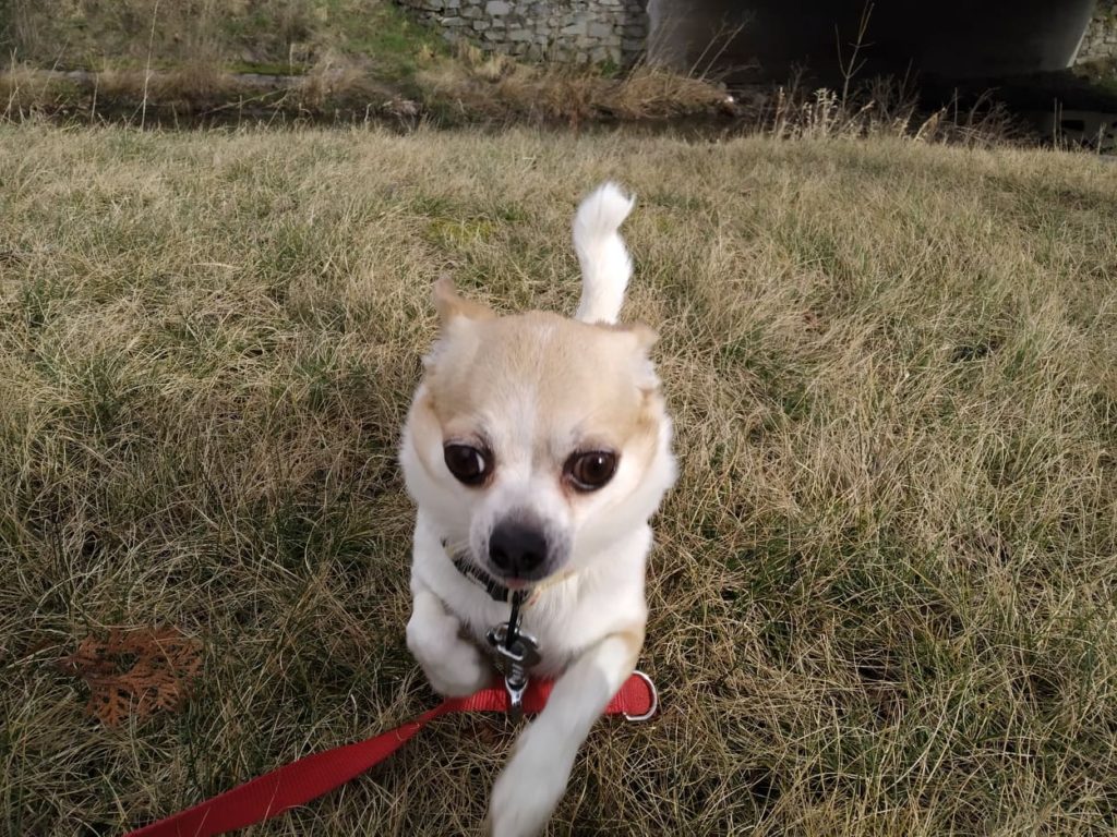 Eli