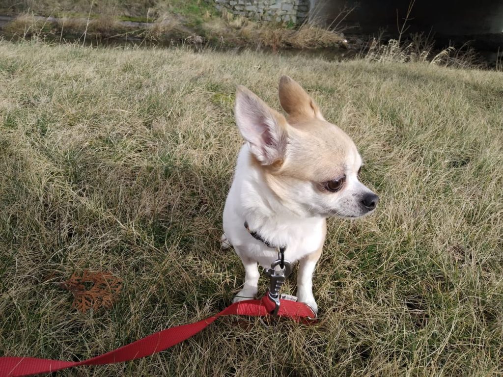 Eli