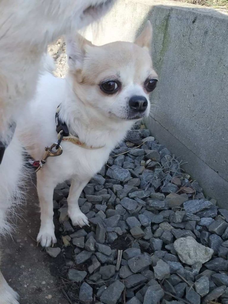 Eli