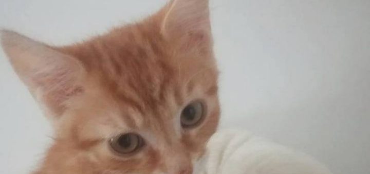 Axl