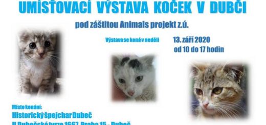umistovací výstava