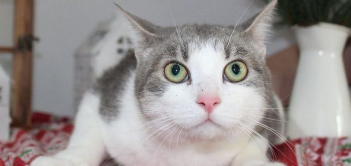 Simon