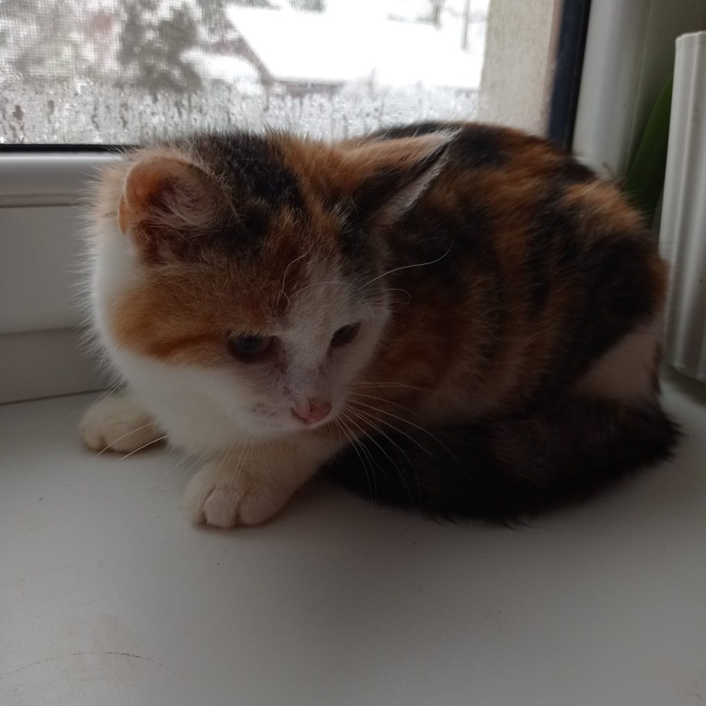 Simonka
