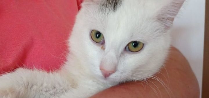 Olaf