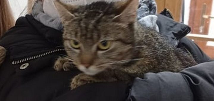 Felinka