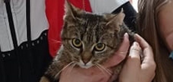 Indí