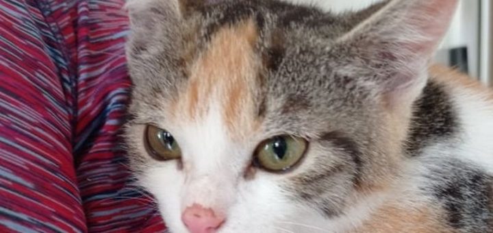 Chikina