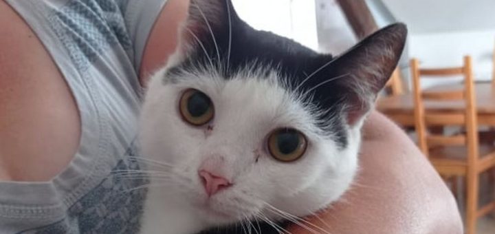 Ofík