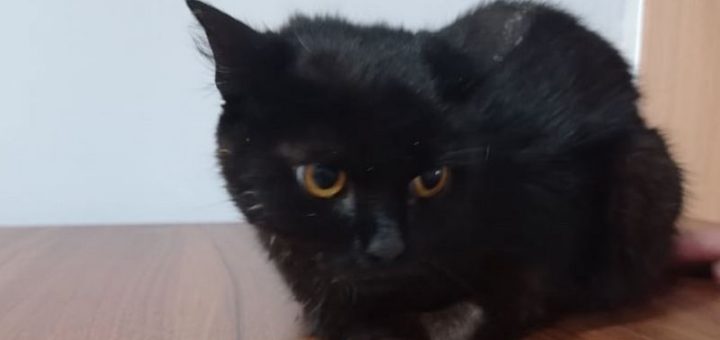 Miluška