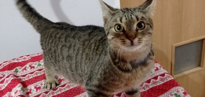 Theodor