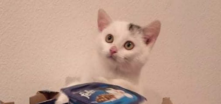Albi