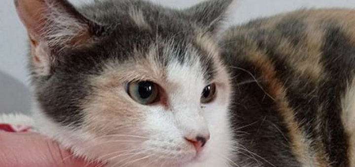 Meri