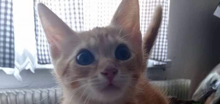 Dobík