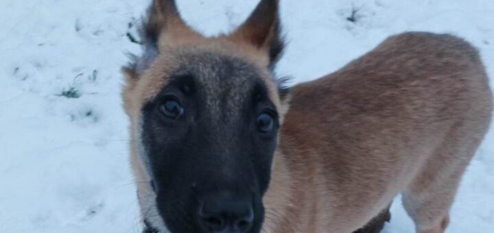 Dixie